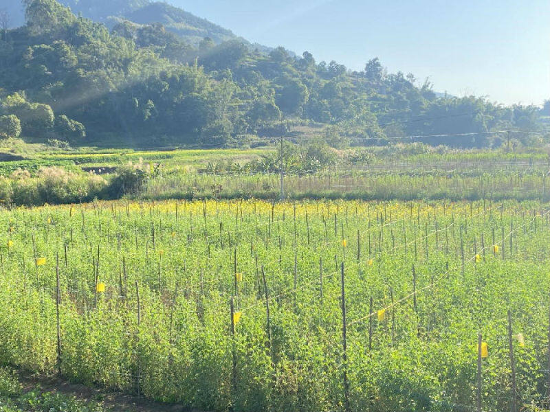 云南景谷凤山镇如花般绽放的幸福日子