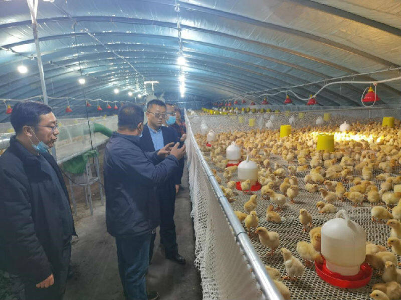图为阿克苏农商银行工作人员（左二）在喀拉塔勒镇万头鸭养殖基地调研（王俊海 摄）