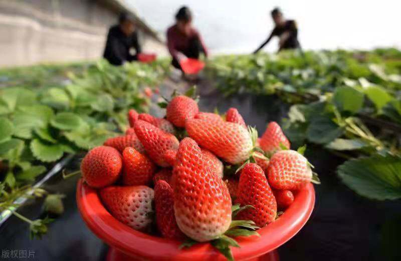 春节将至，草莓迎来采摘旺季 （张永琰 摄） 