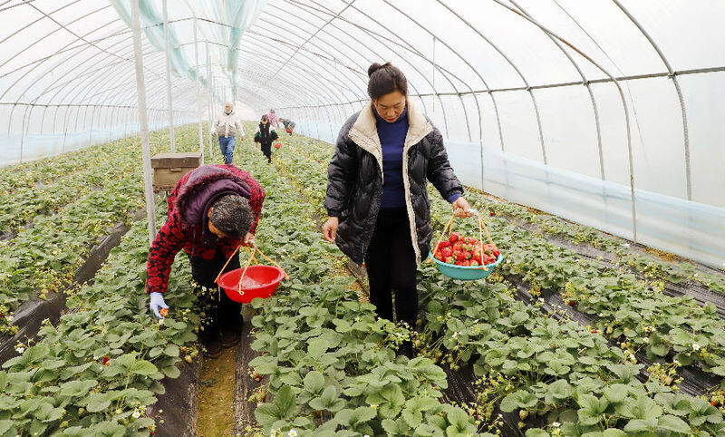 图为芳芳和工人们正忙着采摘新鲜的草莓（王晓丽 摄）