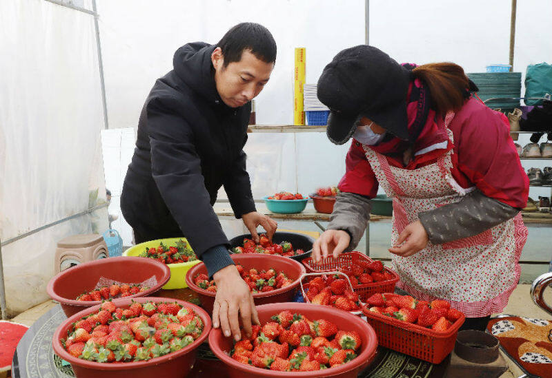 图为曹阳（左一）和聘请的采摘工一起分装草莓（王晓丽 摄）