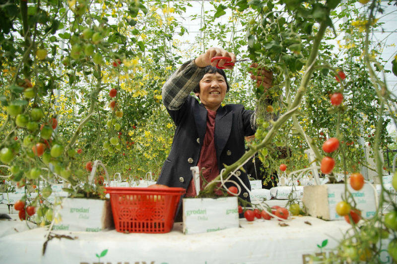 雙林鎮後壩村村民在久昌田園綜合體修剪枝葉(祝宏濤 攝)