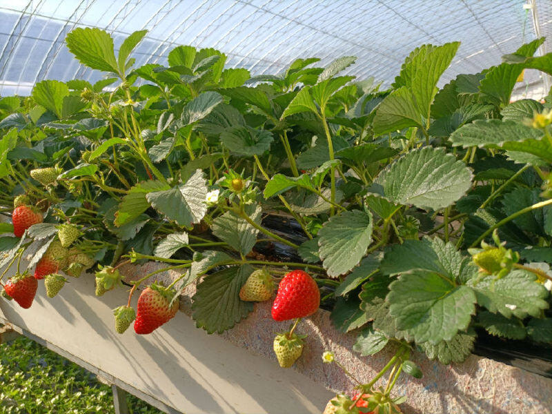 图为草莓种植基地高标准温室大棚(李军翰 摄)
