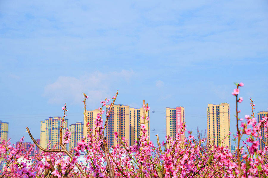 云南弥勒鲜花绽放迎新春