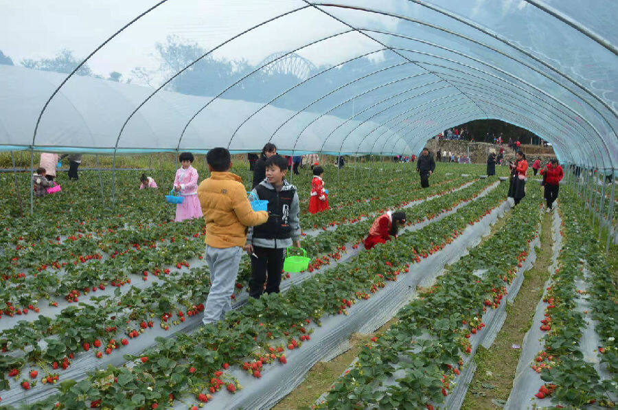 重庆主城草莓采摘园图片