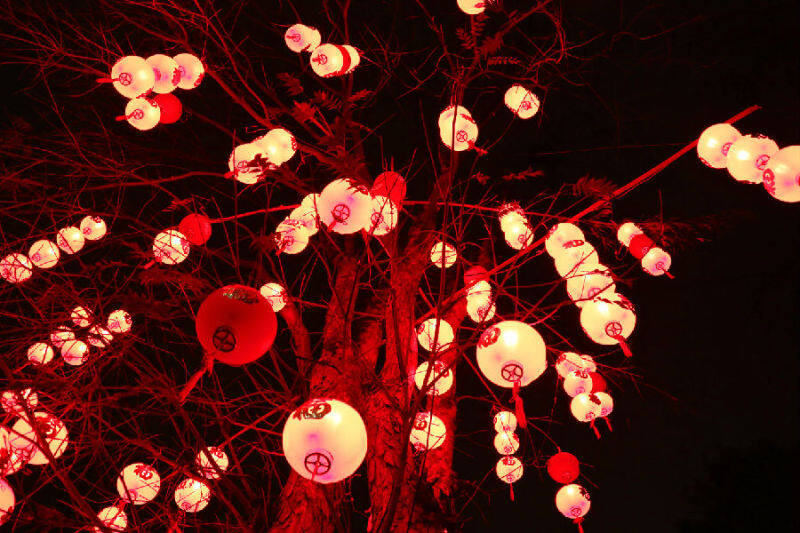 云南弥勒千树万枝灯笼挂吉星高照过大年