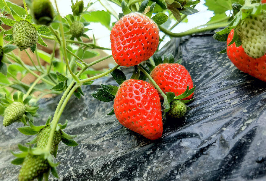 图为新疆和硕县特吾里克镇园艺场大棚里种植的奶油草莓(王荣曌玺