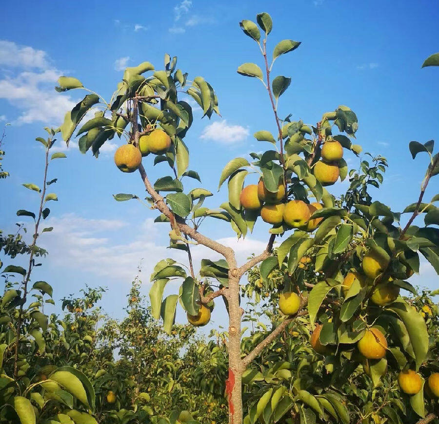 图为库尔勒香梨(马莉 摄)