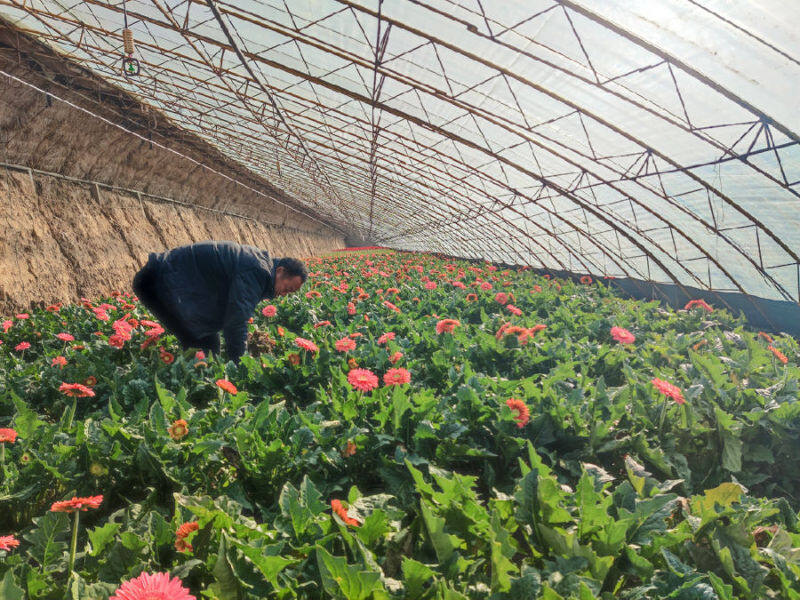 扶郎花,花大色美,娇姿悦目,是花艺装饰中最常见的基础花,这个花种植