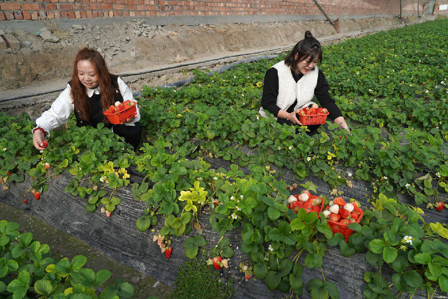 县托甫汗镇尤喀克托甫汗村蔬菜种植基地大棚里采摘成熟草莓(颜寿林 摄