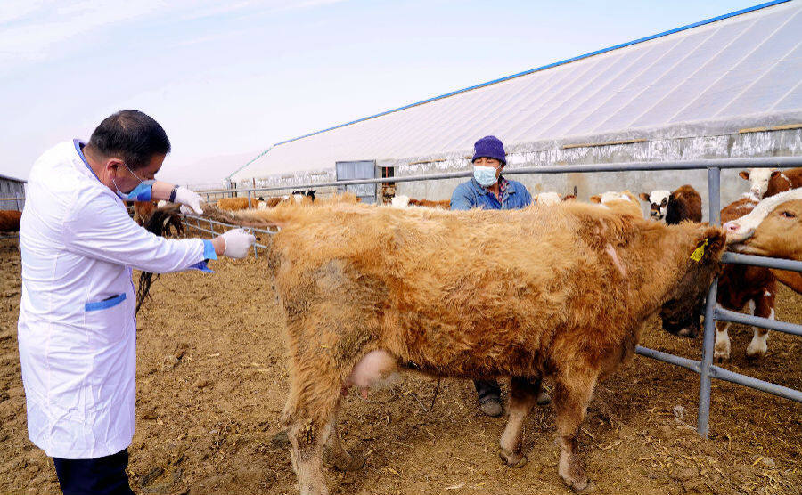 图为畜牧兽医技术人员在新疆温宿县柯柯牙镇帕克勒克村牛圈里为黄牛