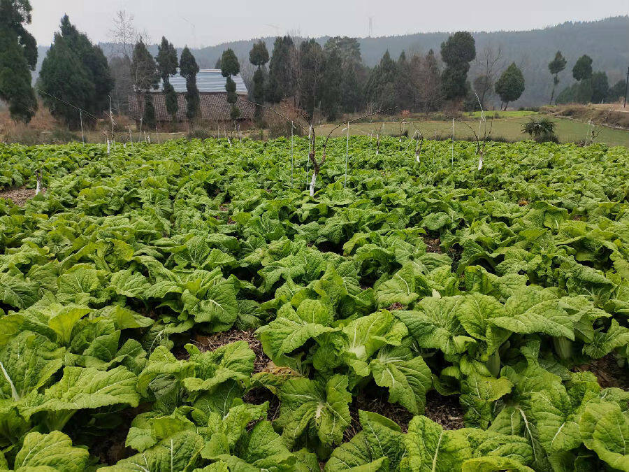 宽梆青菜泛"青绿"(杨志远 摄)