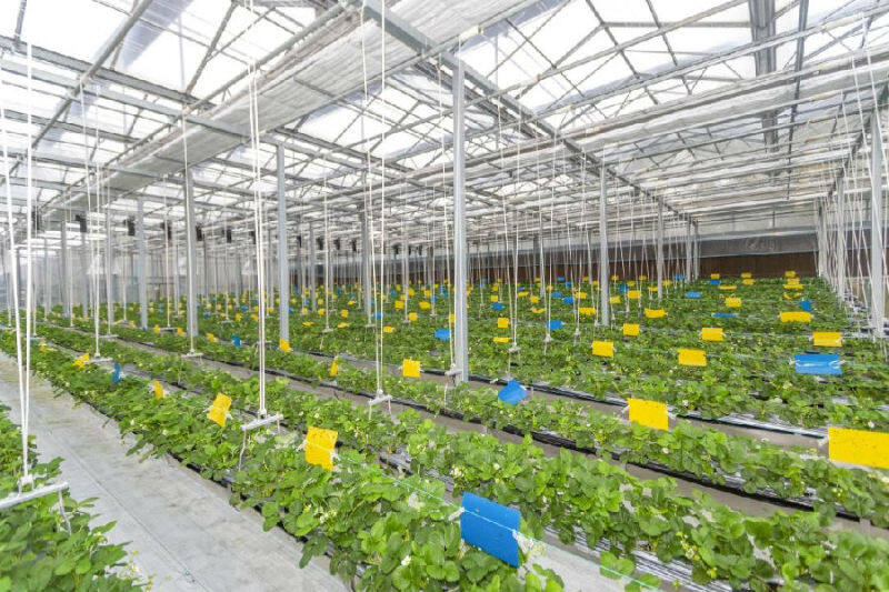 现代农业产业园内春意正浓(彭岭 摄)