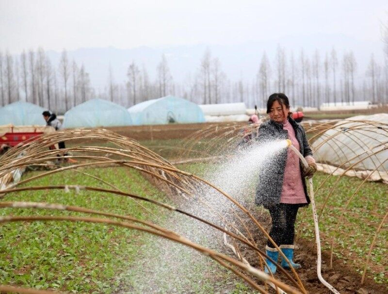 菜农正在给小拱棚蔬菜浇灌 （陈海龙 摄）