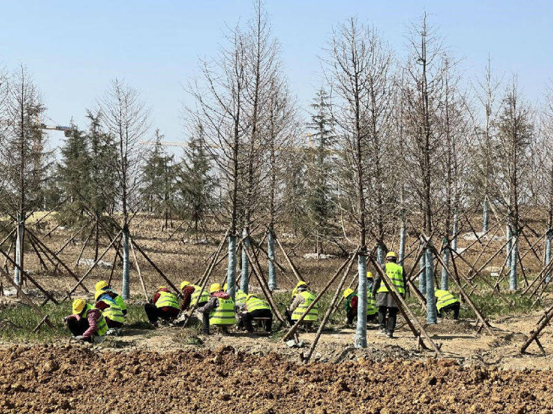 工人正在加紧栽植常绿地被植物 (刘娟 摄)