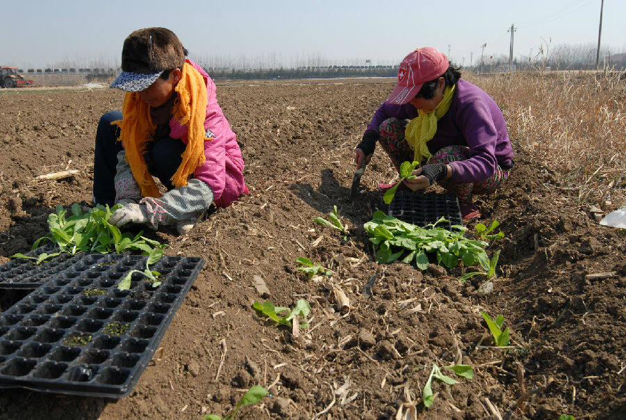 3月8日,山东省青岛市即墨区移风店镇农民在栽种小白菜.(张涛 摄)