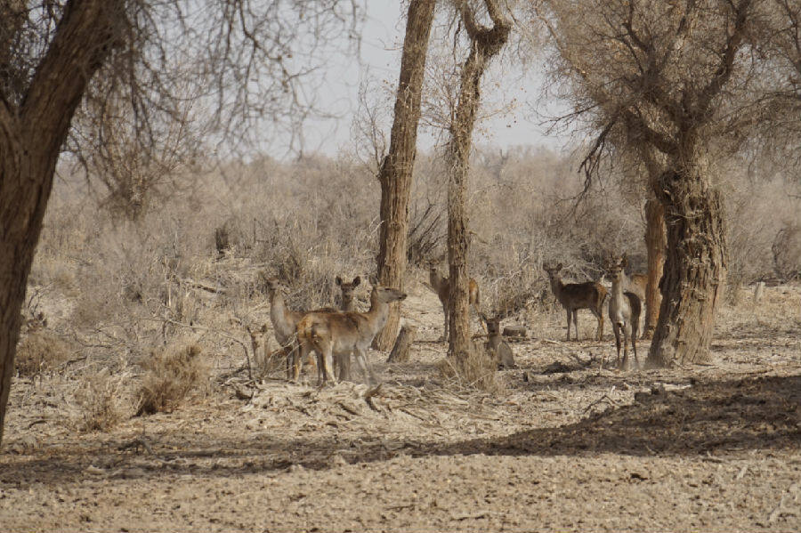图为新疆库车市塔里木胡杨林区发现国家二级保护动物马鹿成群出没