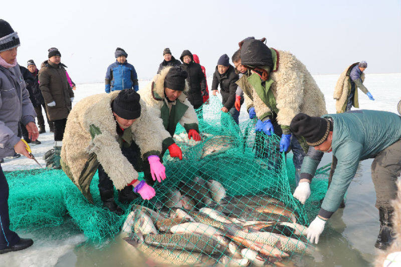 新疆博斯腾湖捕鱼图片
