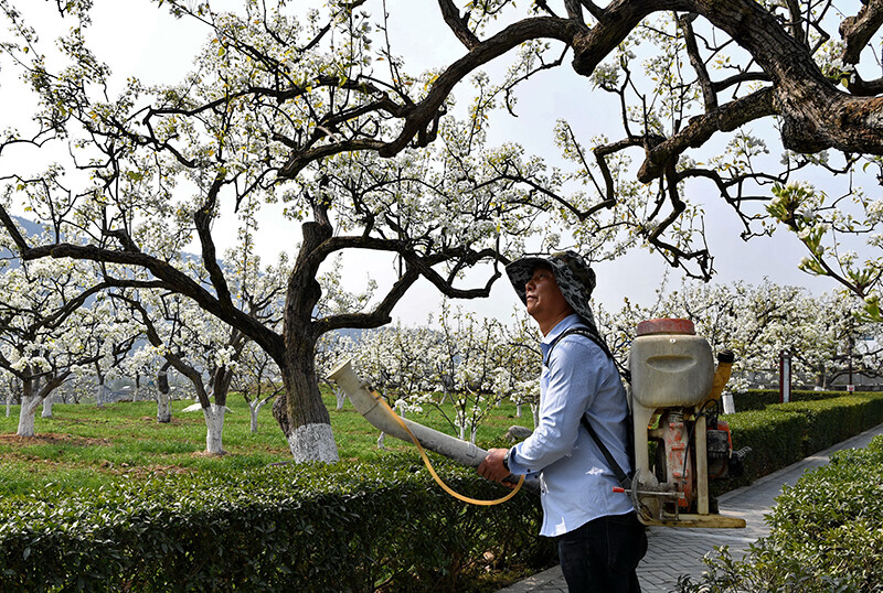 梨树管理人员为梨花喷雾授粉.(刘徽 摄)