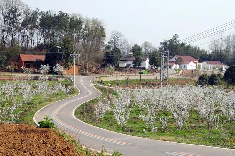 图为宜城刘猴镇樱桃谷(李勤 摄)