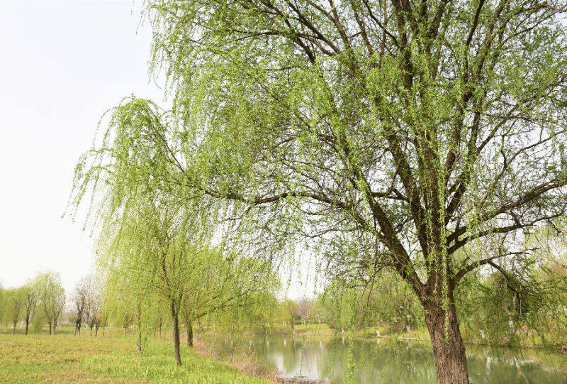 柳树吐新芽湖北襄阳市民走进春天拥抱自然