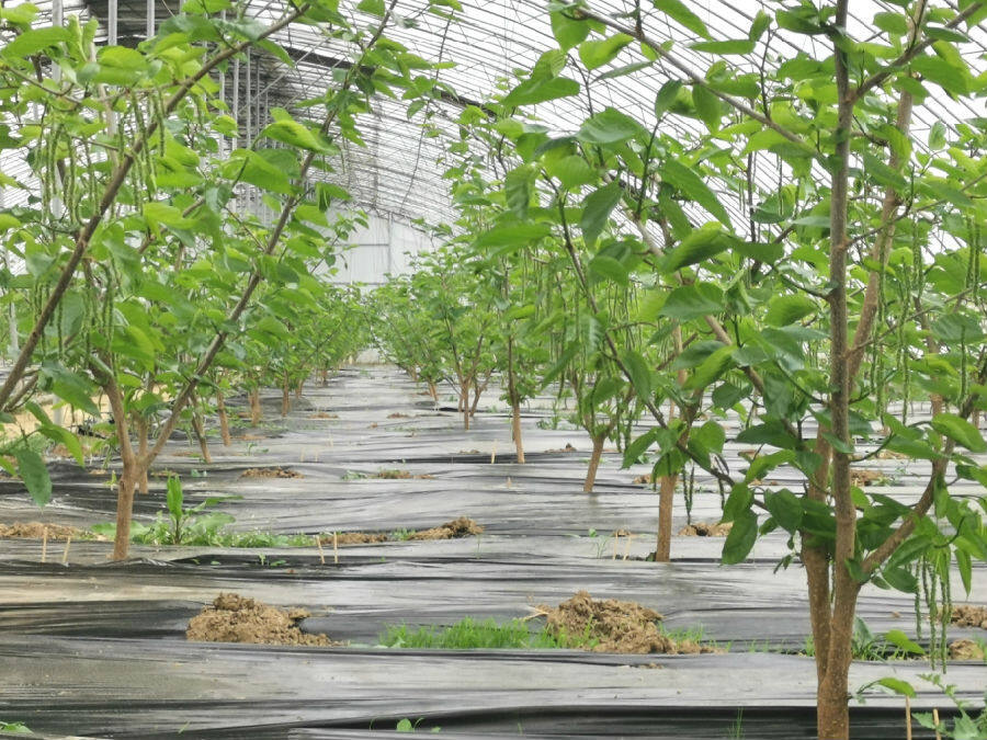 图为穗景生态农业园的桑葚果苗(余惠玲 摄)