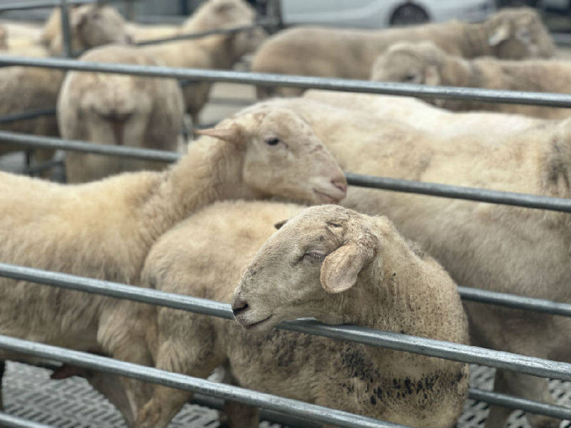 澳大利亚养羊图片