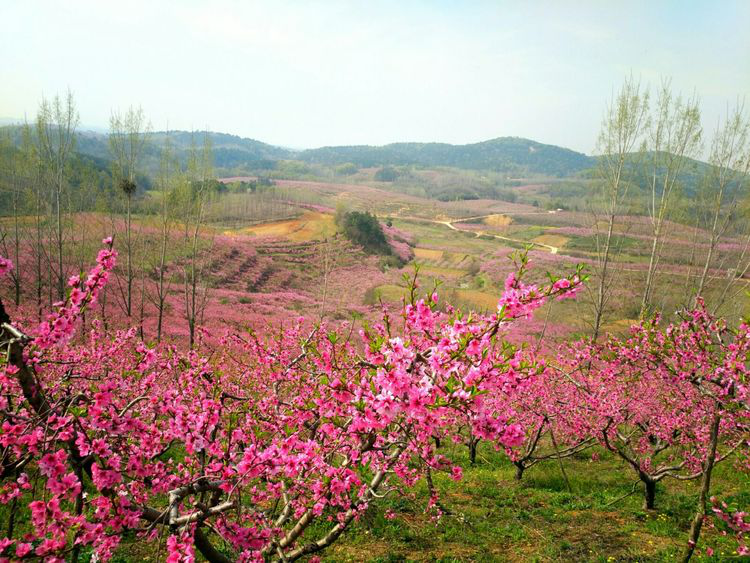 在固县镇党委,镇政府的大力支持下,大石坡村对种