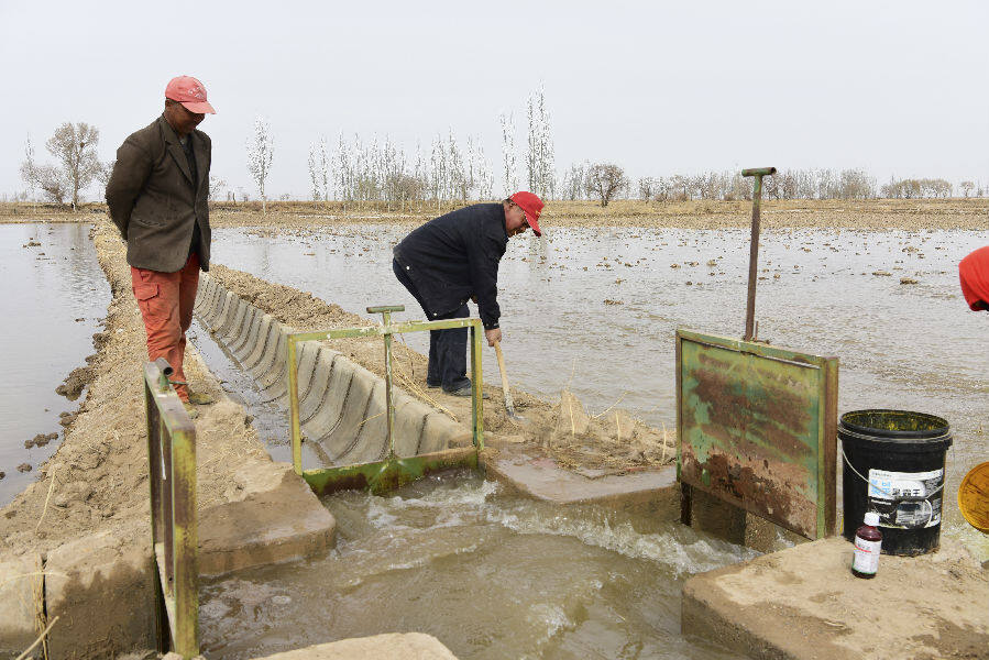 疏勒河花海灌区群众正在田间引水灌溉 (王亚虎 摄)