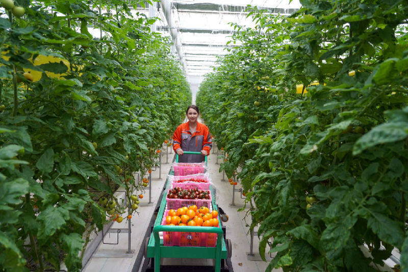 图为新疆温宿县国家农业科技园区内温室果蔬生产基地里采摘圣女果上市