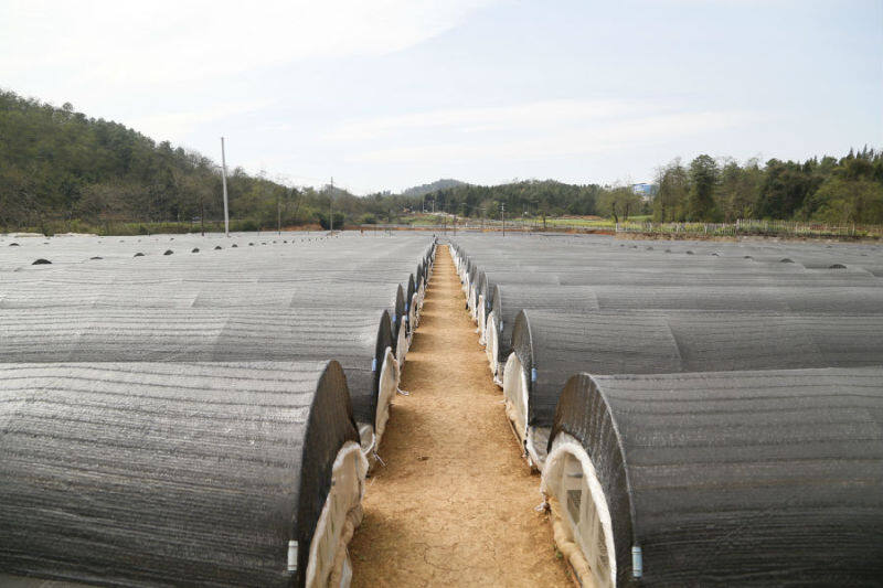 西三镇烤烟集中育苗点(邓楚瑜 摄)