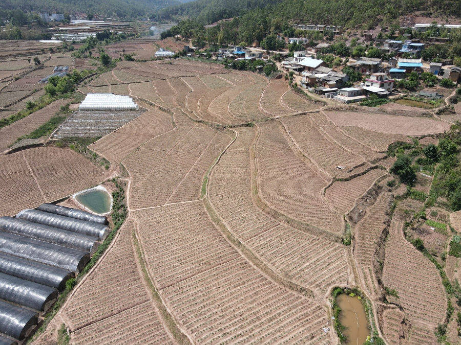 圖為新化鄉白達莫村多元化種植基地(馬宇 攝)