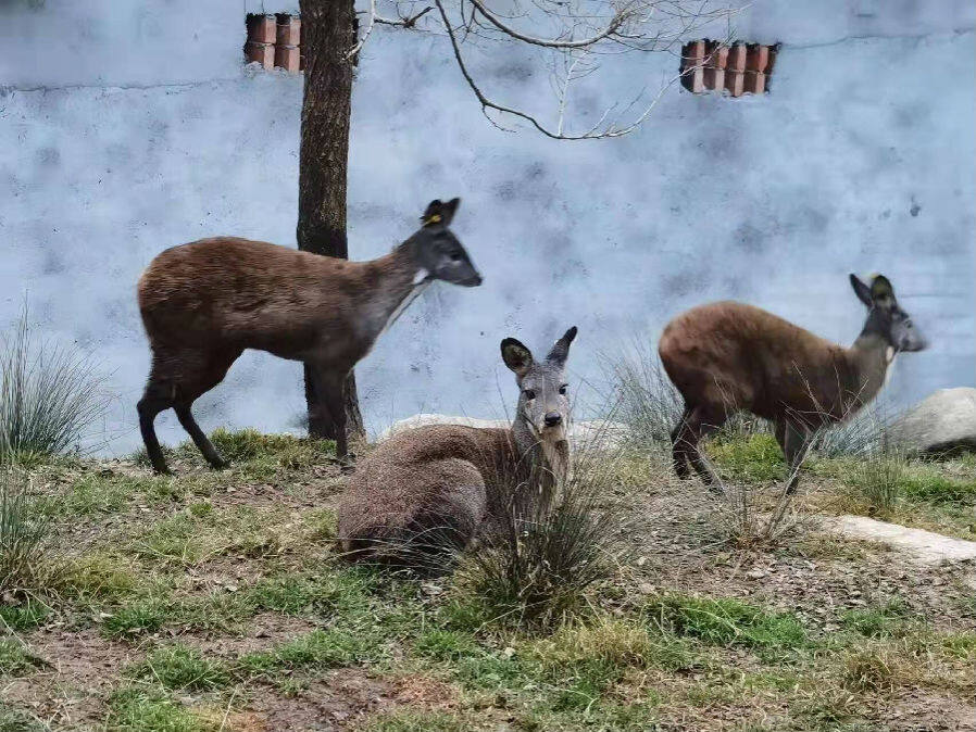 青川今年将建成四川规模最大林麝养殖基地