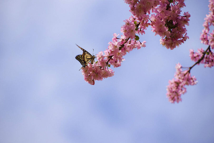 图为蝴蝶飞临垂丝海棠花枝上(赵树龙 摄)