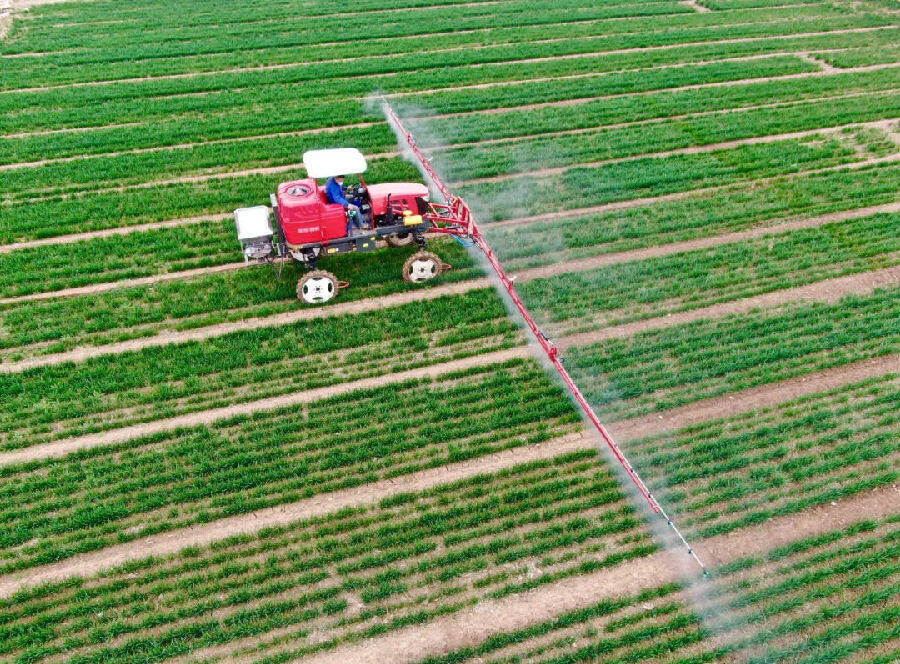 平移式喷灌机在麦田里实施浇水作业(孙静&nbsp;摄)