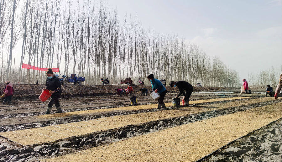 图为温宿县农民抢抓农时正在撒水稻种子(颜寿林 摄)