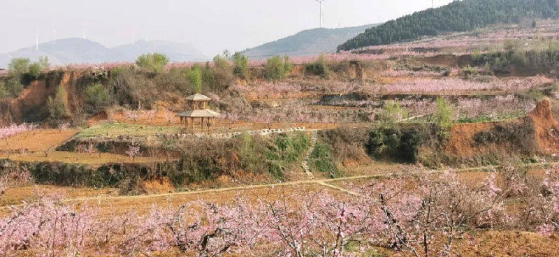 万亩桃花园(孙梦涵 摄)