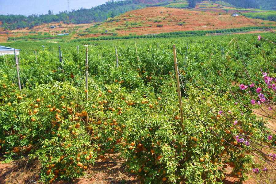 云南弥勒千吨高原沃柑畅销南亚东南亚市场