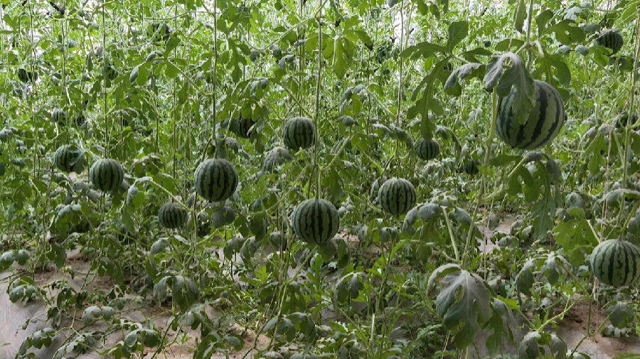 新疆和田:大棚瓜果抢鲜上市 走出特色增收路_县域经济网