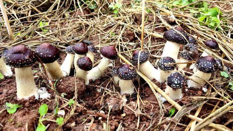 四川会东石榴树下赤松茸增收致富好帮手