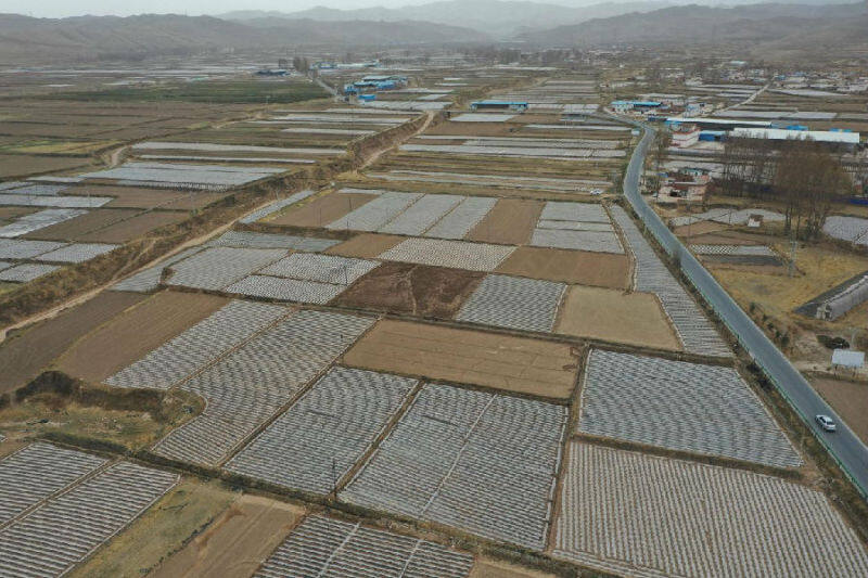 兰州永登县武胜驿镇高原夏菜种出好日子