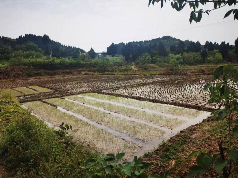 有效盘活农村闲置土地(陈刚 摄)