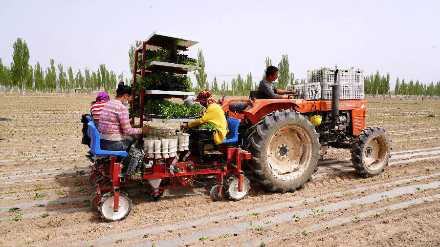 图为农民使用机械栽插色素辣椒苗(颜寿林 摄)