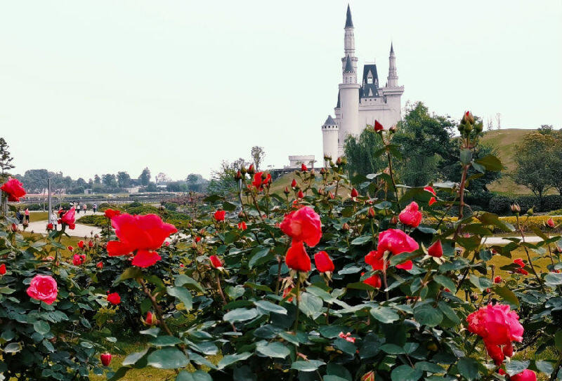 四川绵竹颜值变产值乡村振兴姹紫嫣红