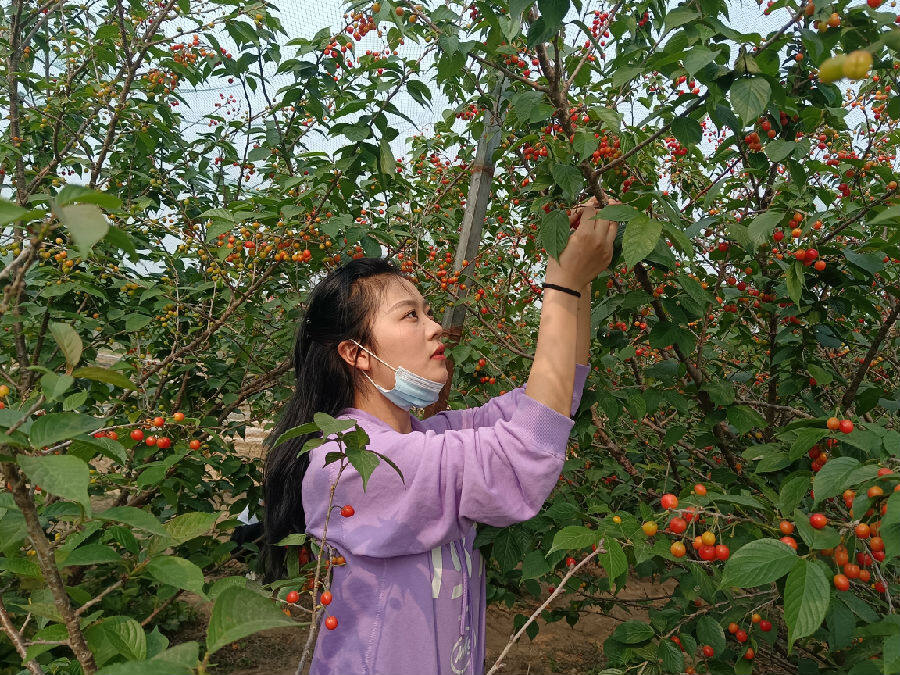游客在武湾村樱桃园采摘樱桃(阮淮凤 摄)