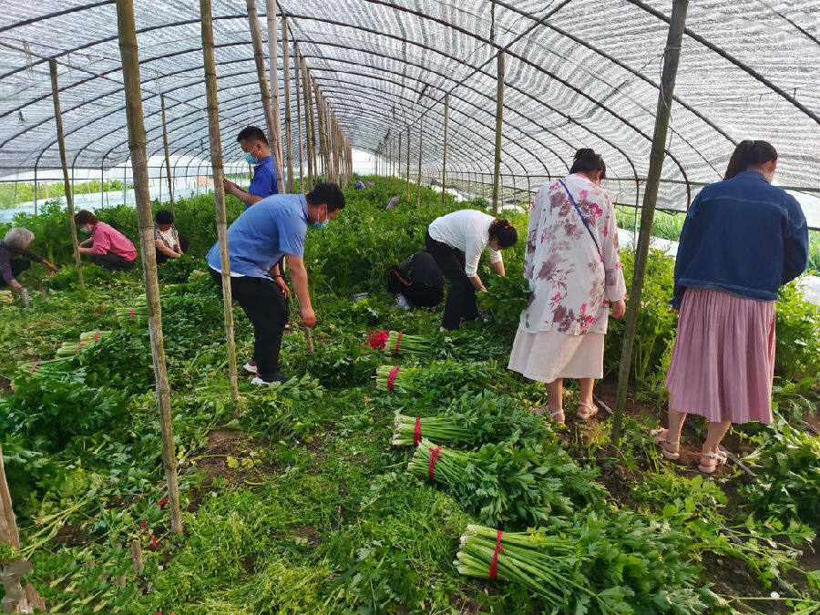 群众在王建峰蔬菜大棚内采摘,打捆新鲜芹菜(阮淮凤 摄)