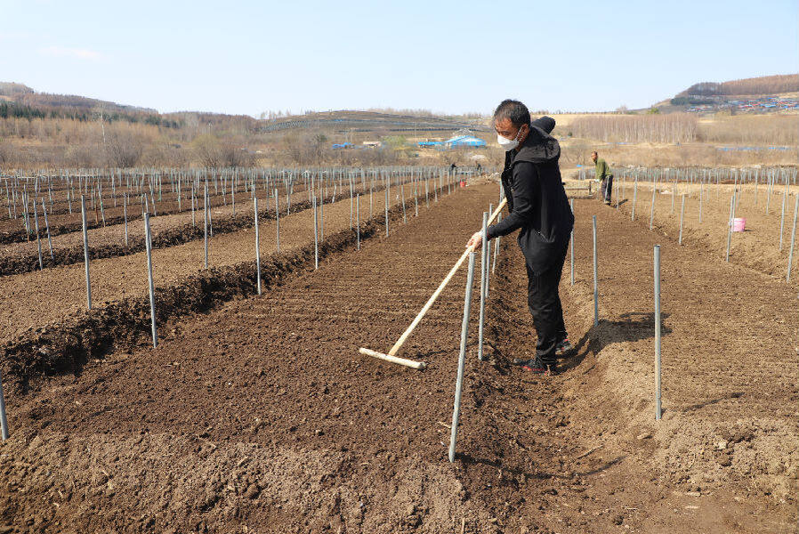 (盛文强 摄)农田种植人参在带领农户发家致富的同时,摆脱了林地的限制