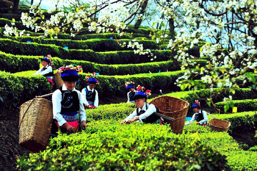 群众茶山采茶忙 (南媒  摄)