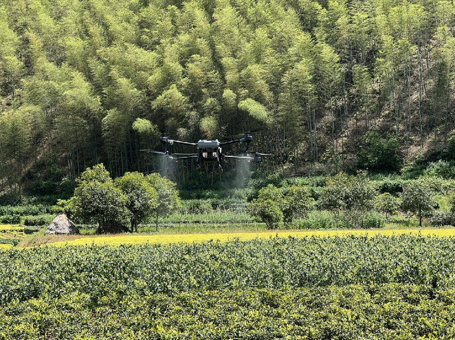 大疆農業無人機正在茶葉田間進行農藥噴灑作業(周懿梅 攝)