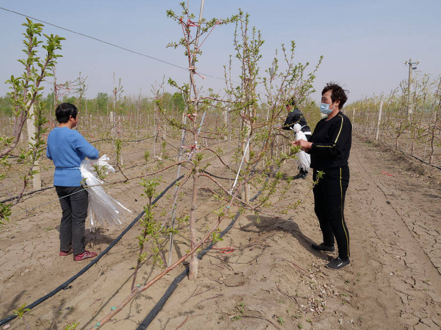 合作社社员在为鸡心果树拉枝(胡建华 摄)